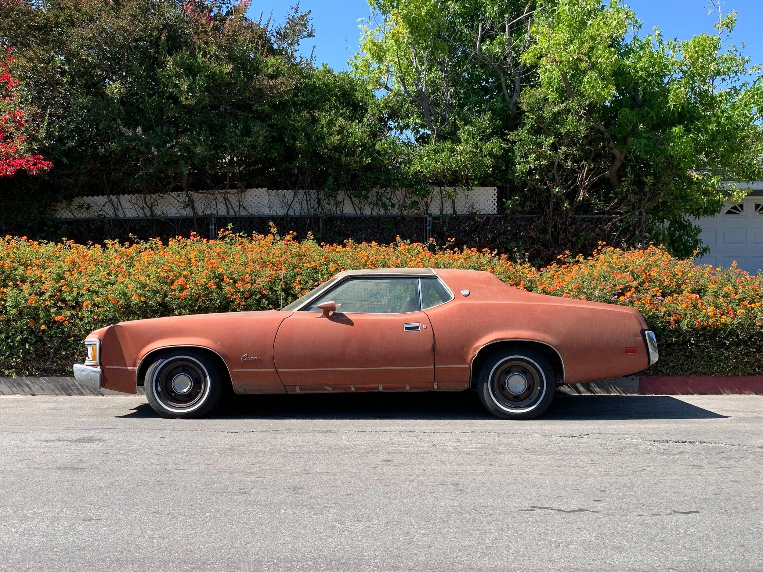Old Cougar