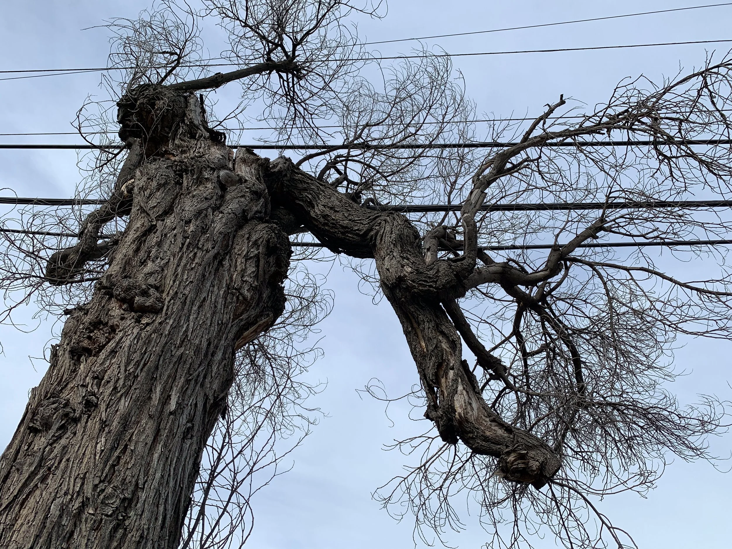 Tree Tangle