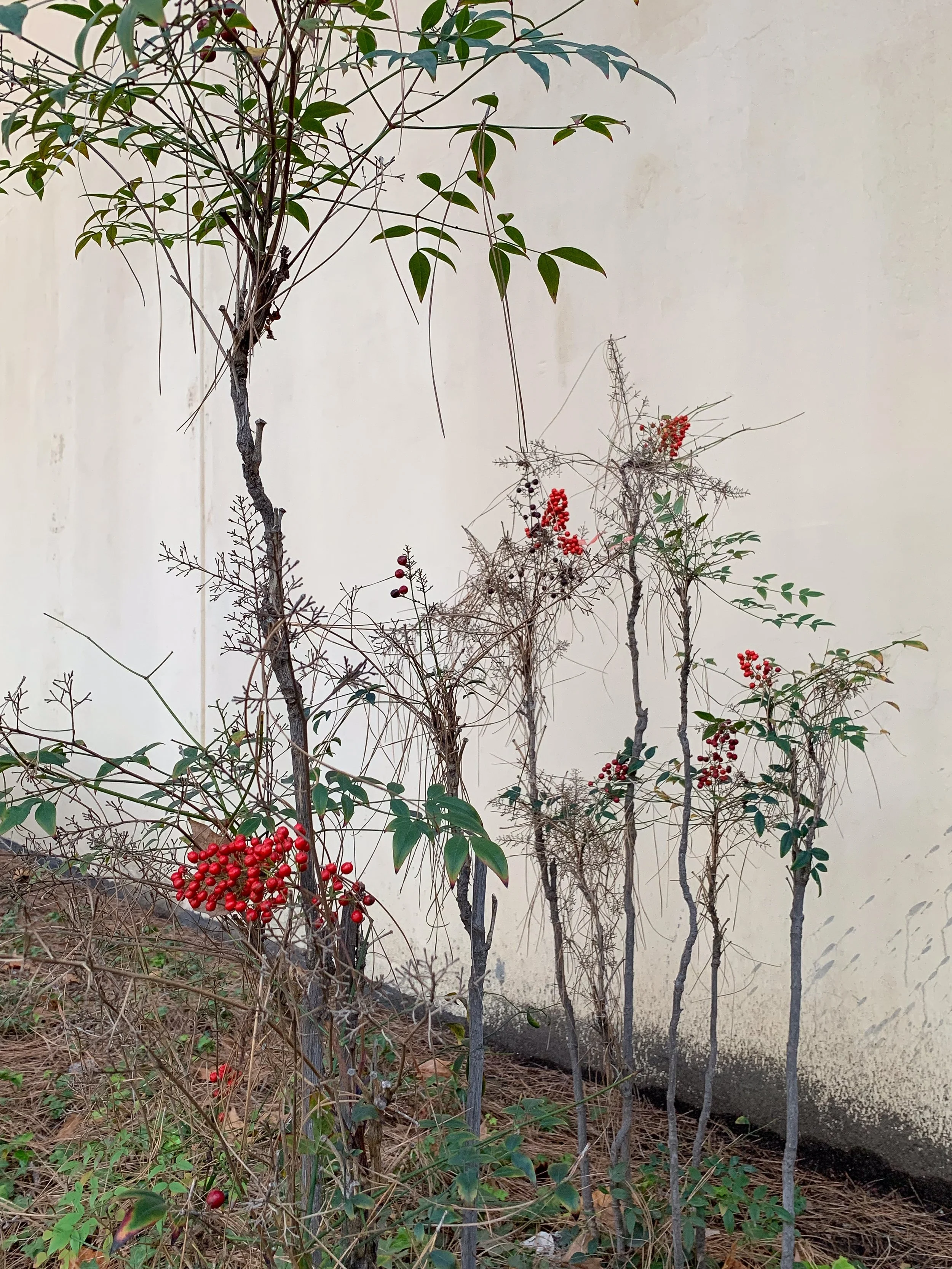 Nandina with Pine Needles