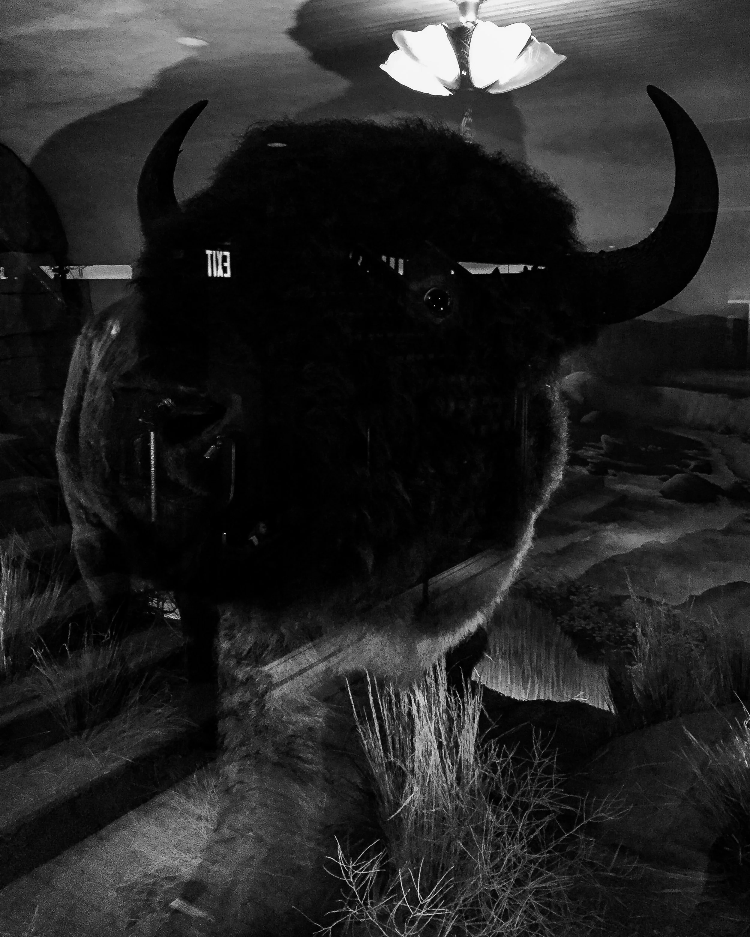 Bison at Clifton's Cafeteria
