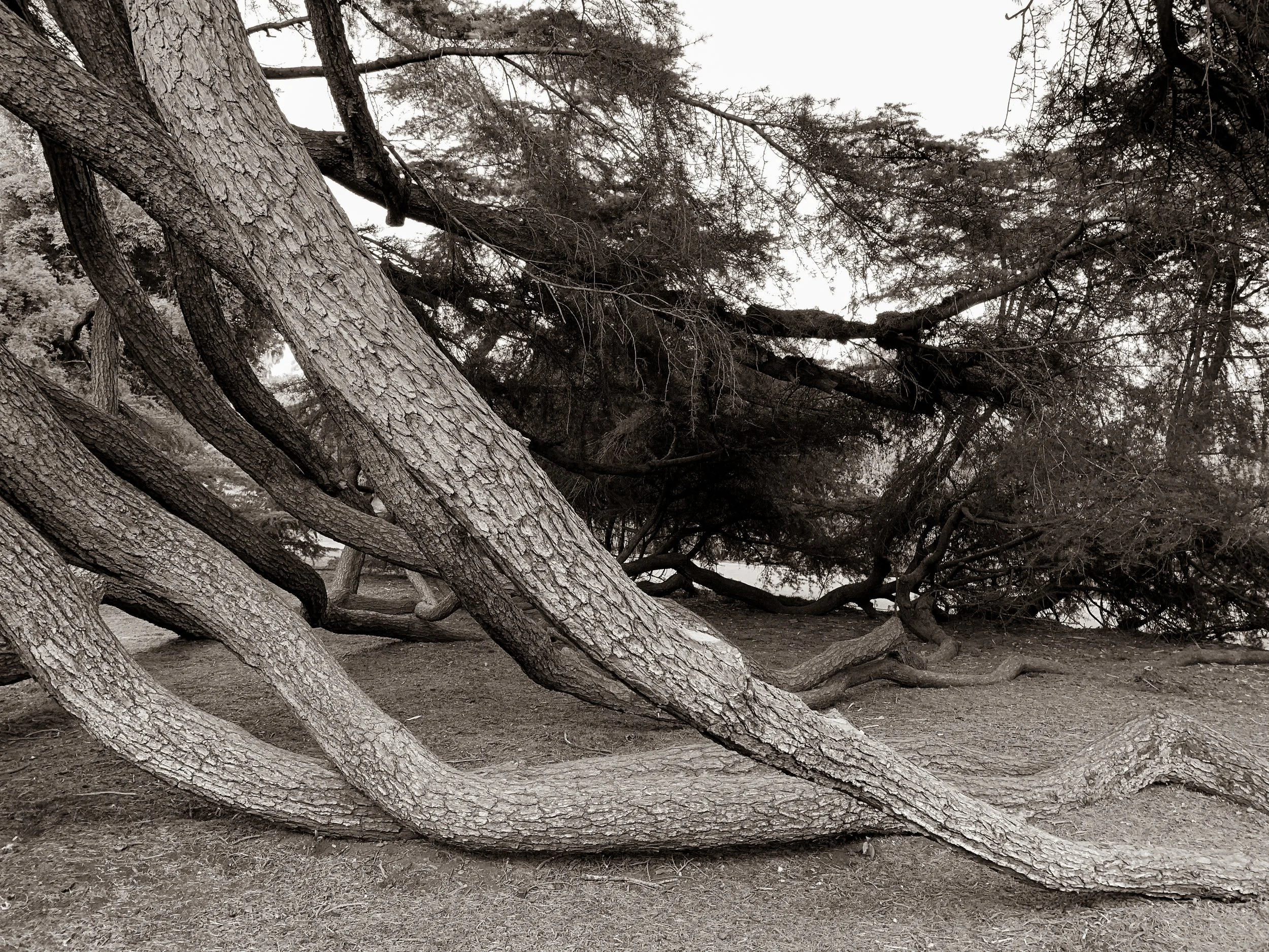 Dragging Branches