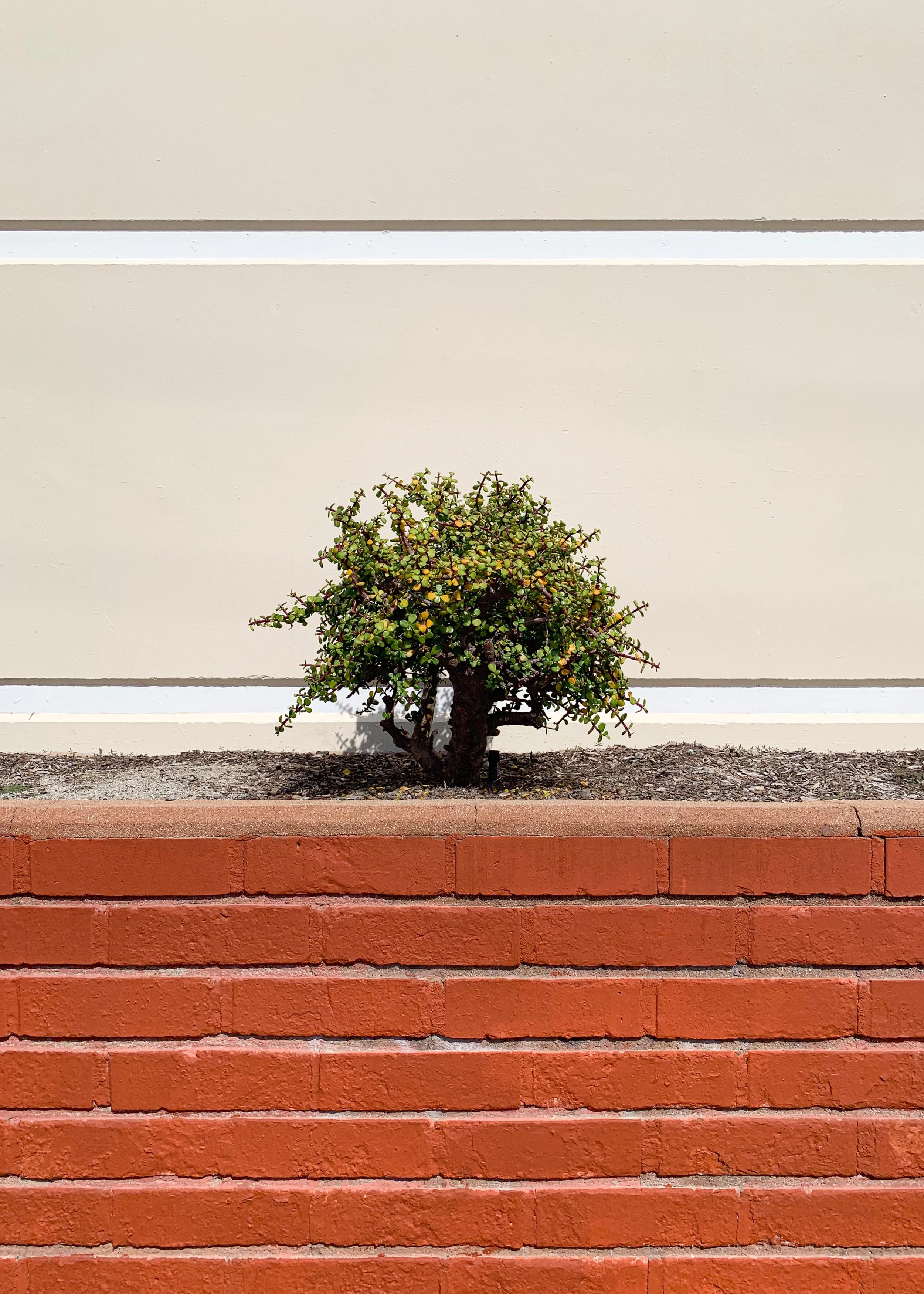 Lone Jade