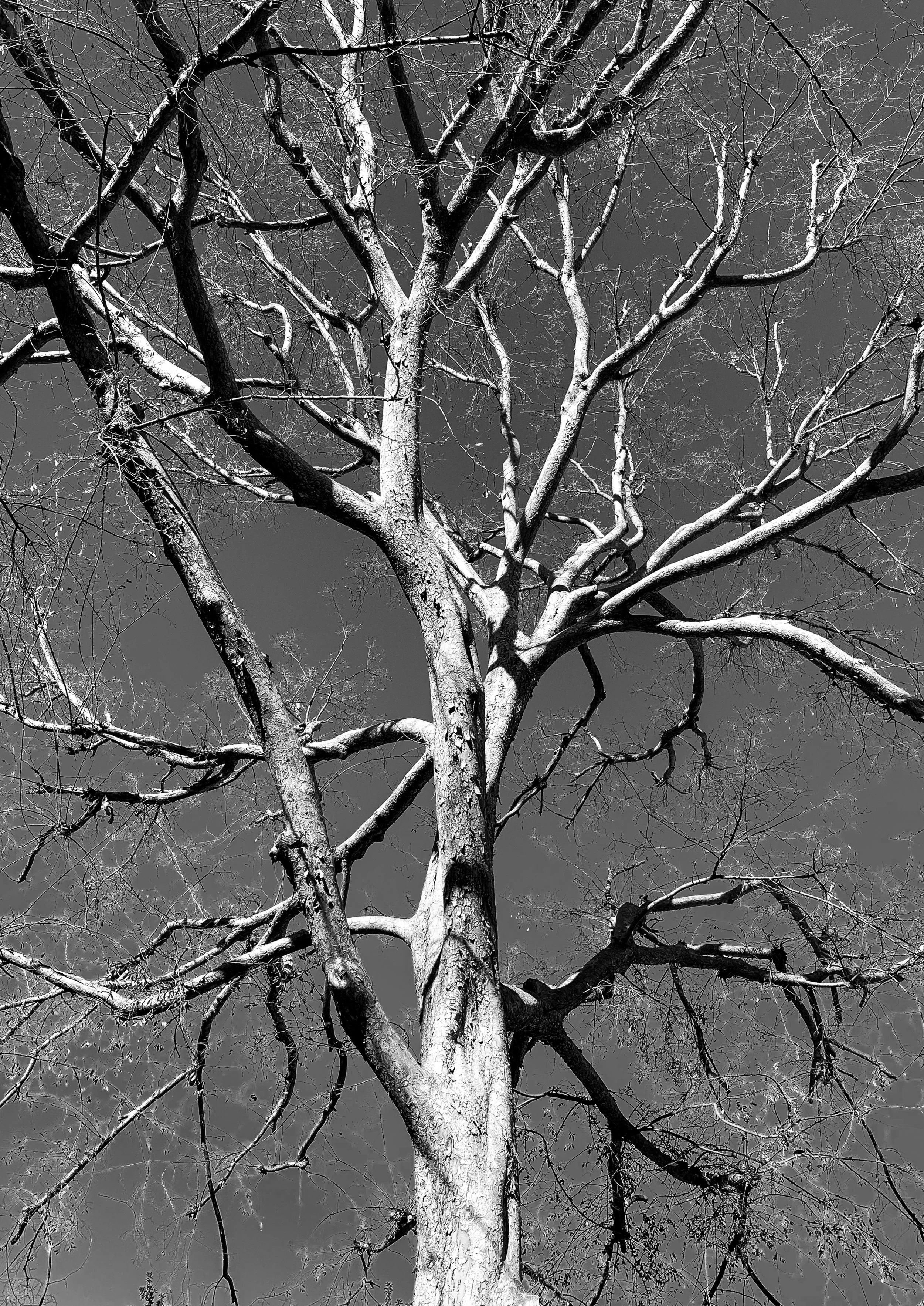 Tree Lines