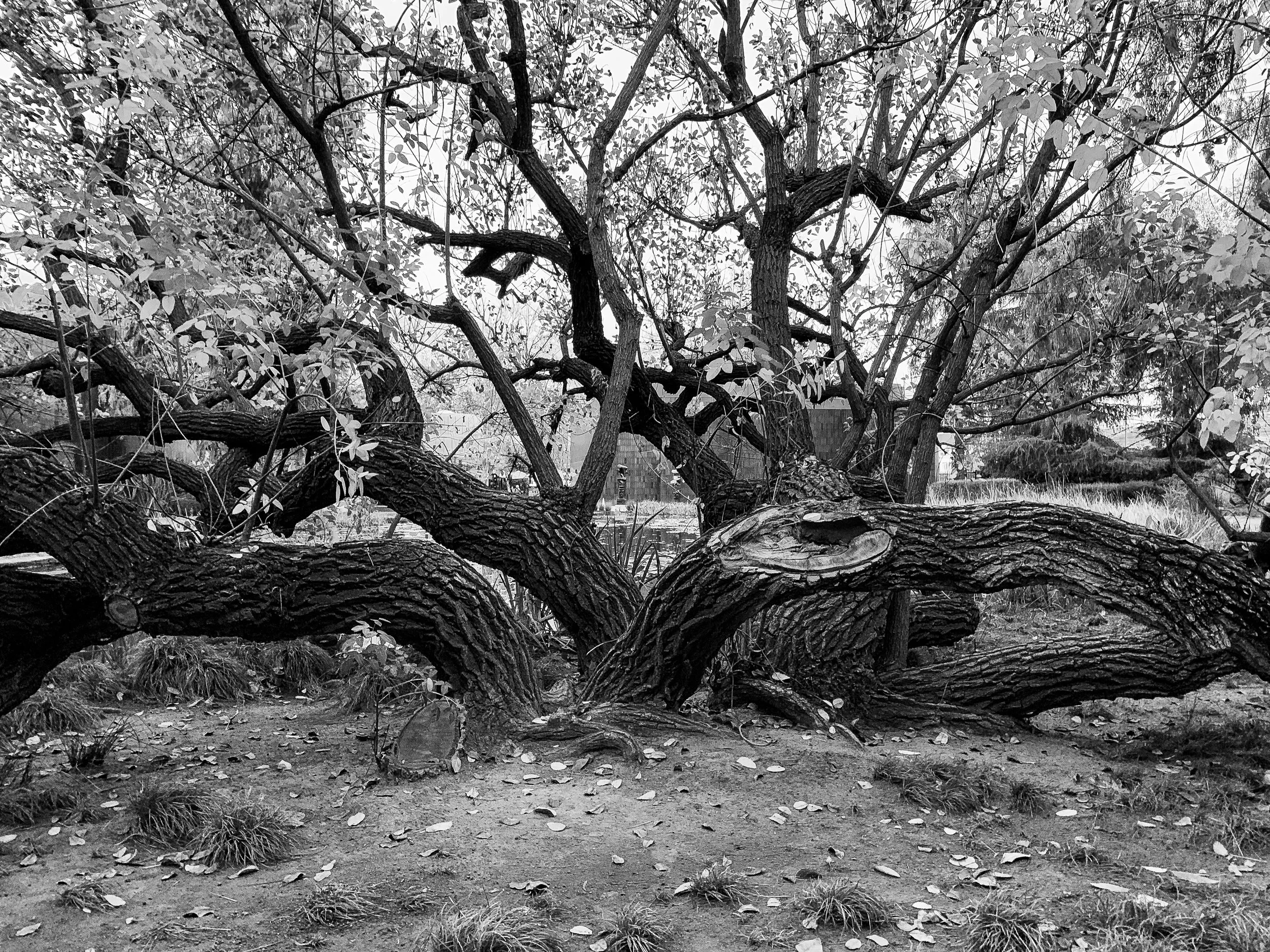 Sprawling Tree