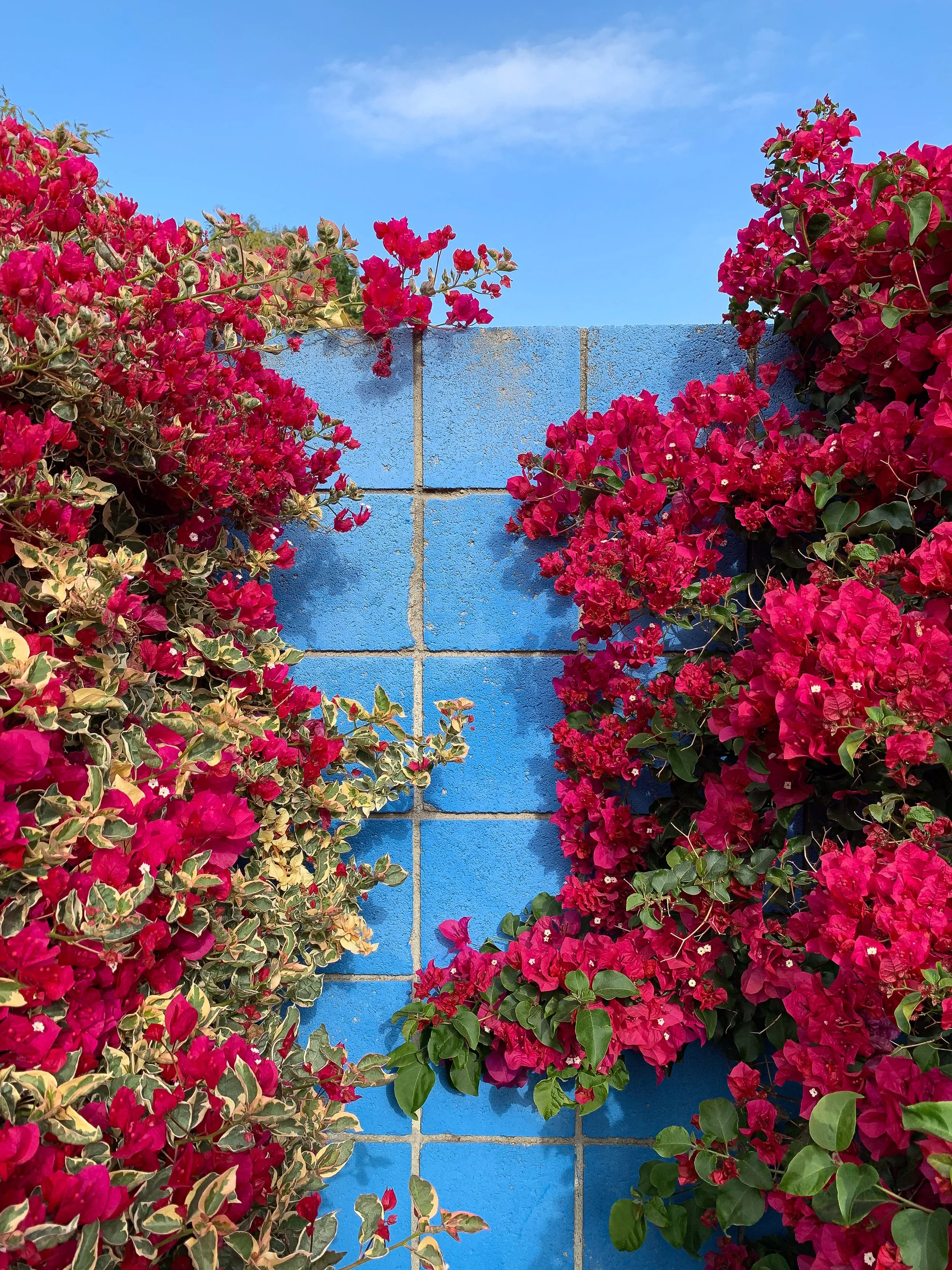 Two Bougainvilleas and Lone Cloud