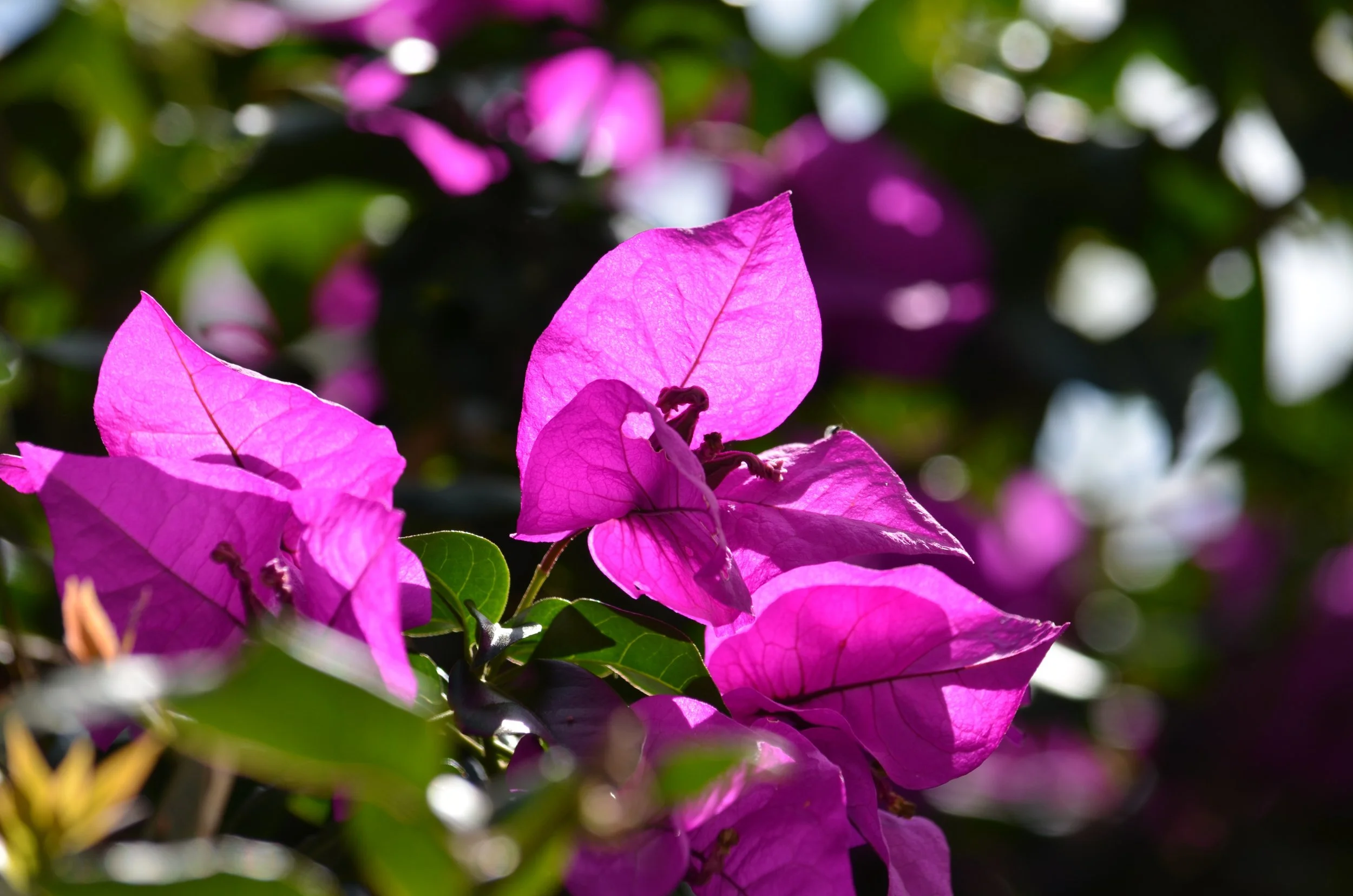 DSC_3572.jpg