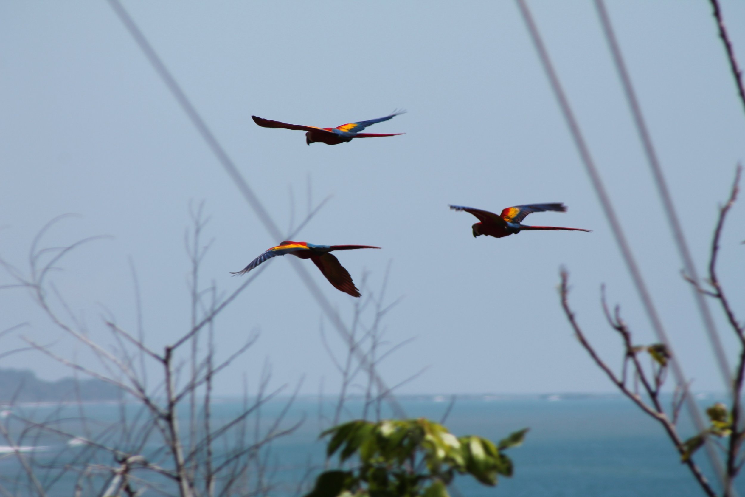 IMG_4247.jpg