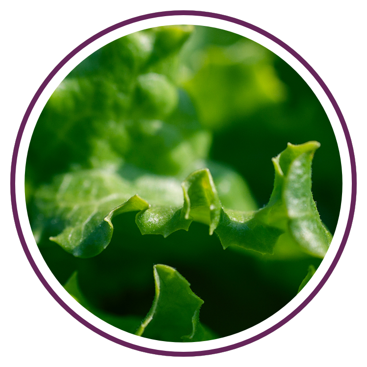 2019 07 EWBW Lettuce.png