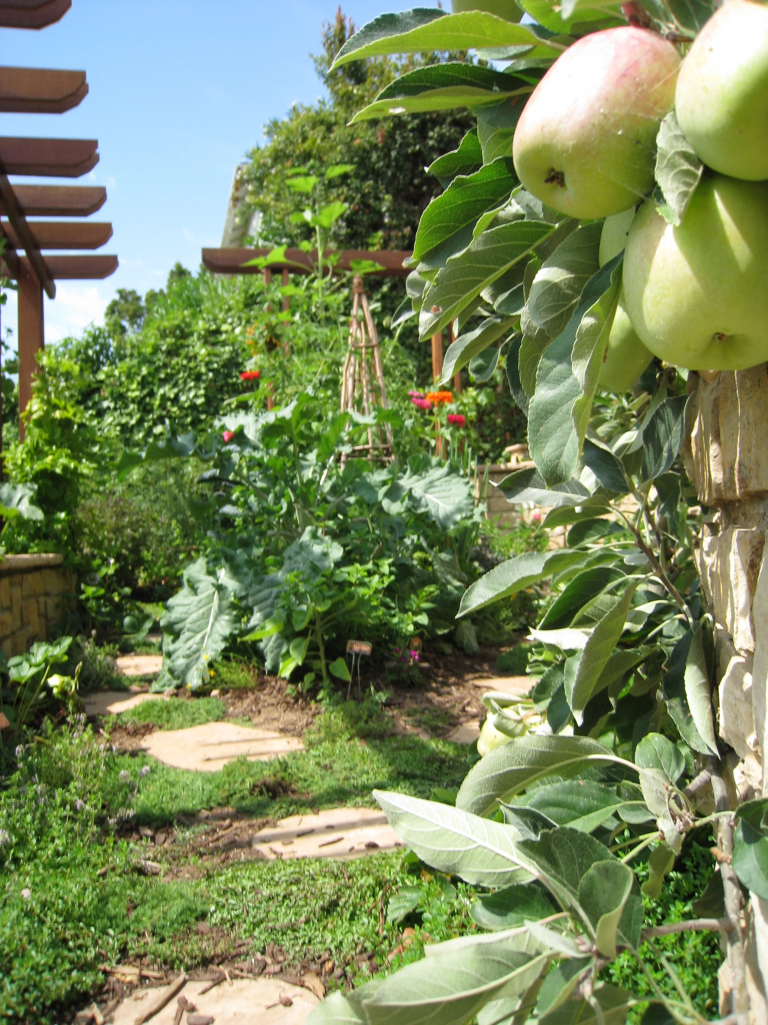 Tegnazian - Apples.jpg