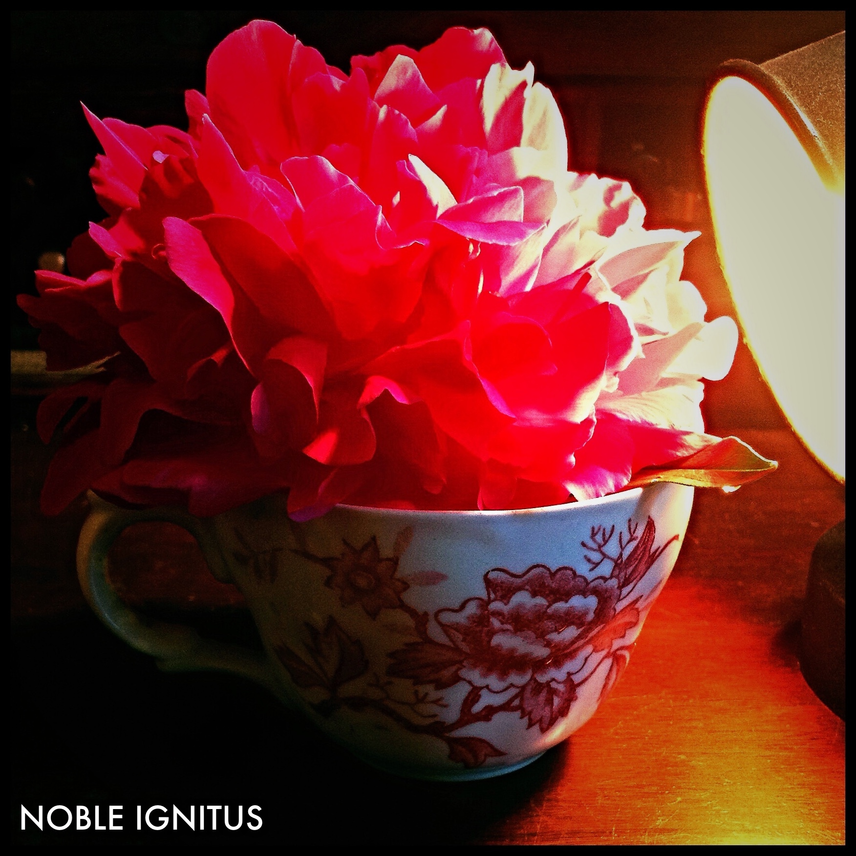 Cup of peony
