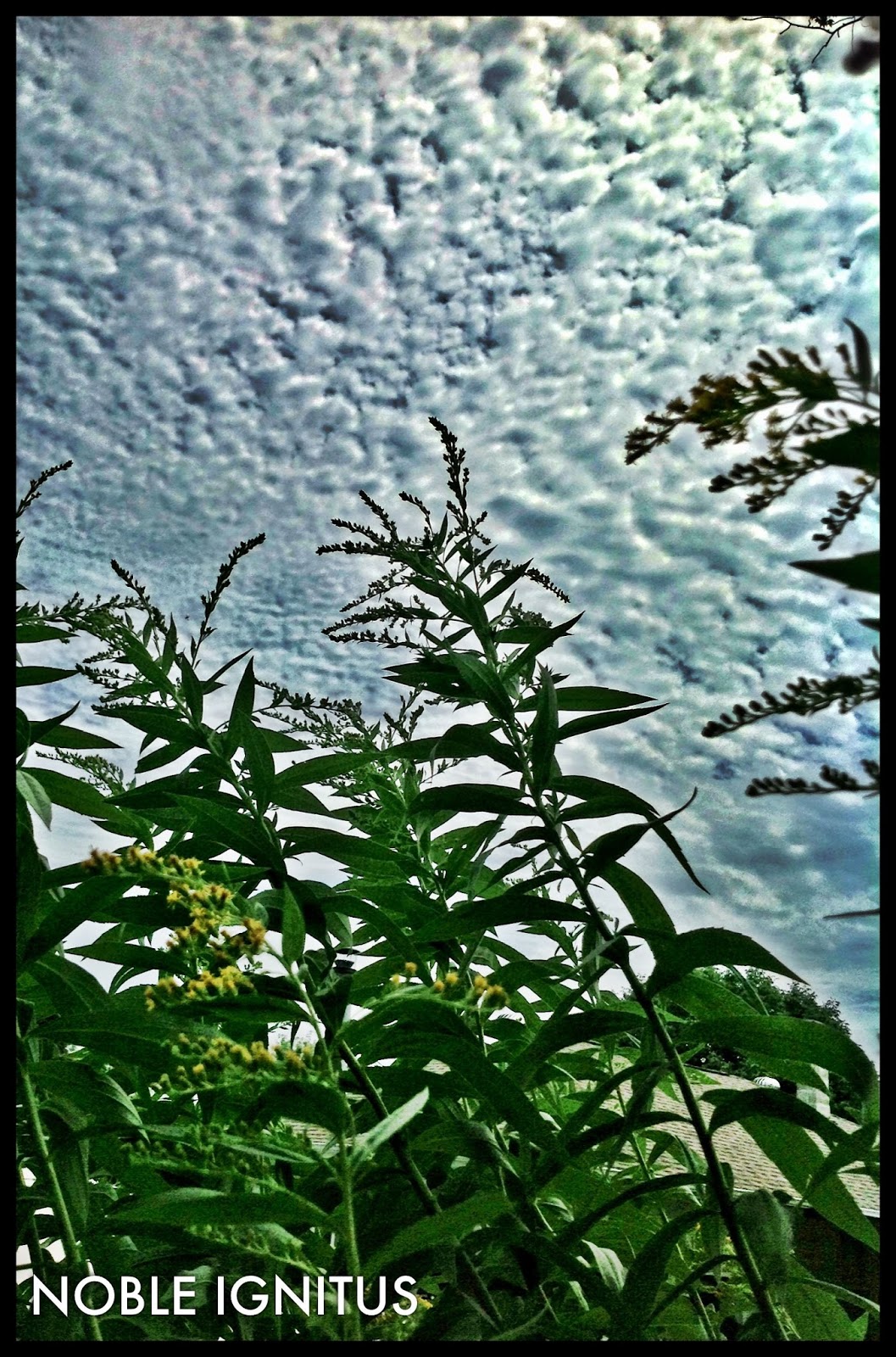 Goldenrod and the sky blanket