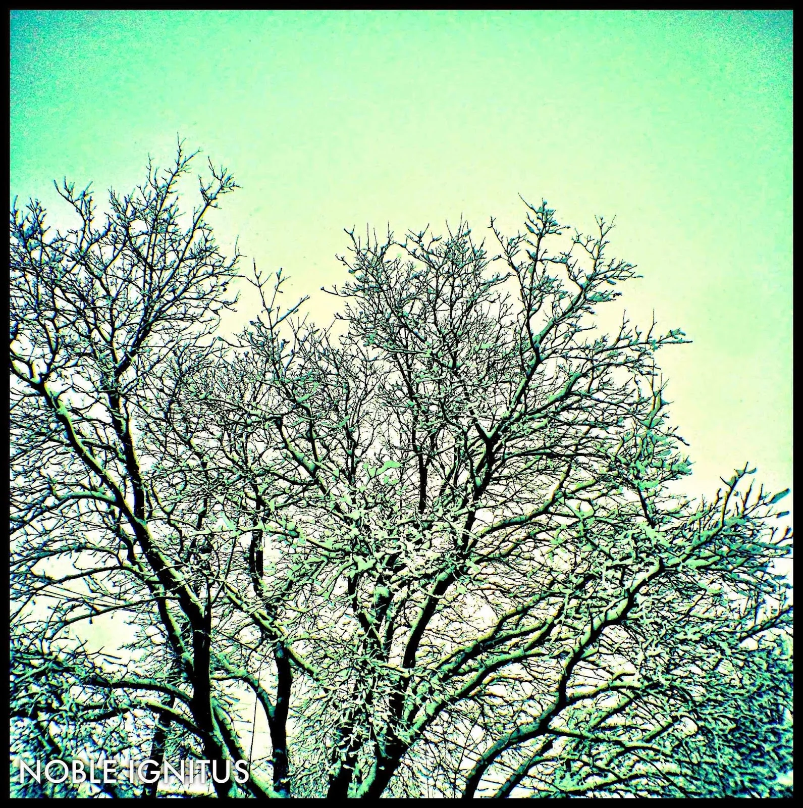 Snow tree