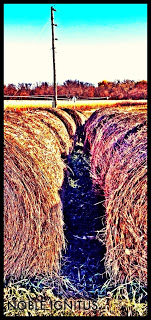 Bales