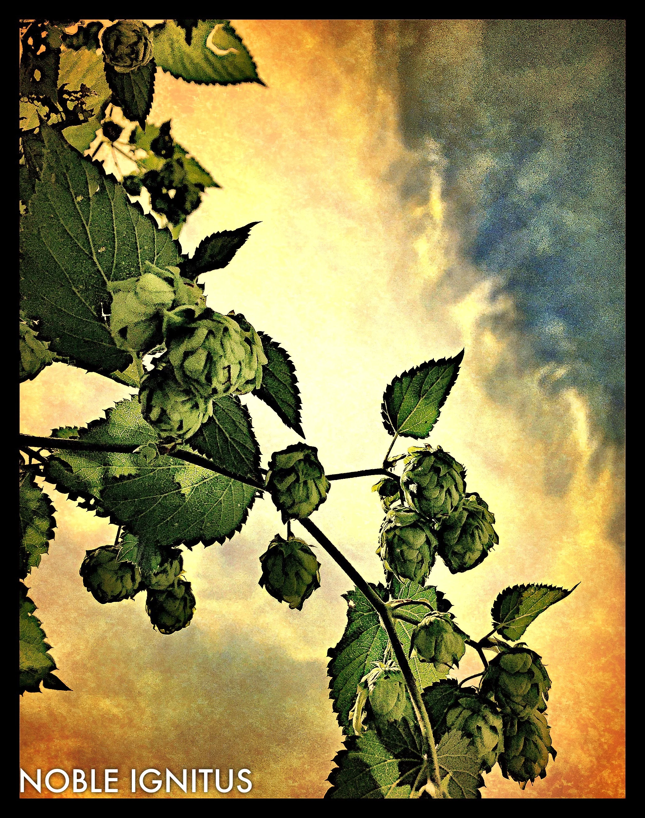 Augusts hops long harvested