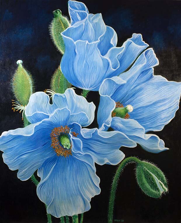 HIMALAYAN POPPIES  36"X44"  2020 commissioned