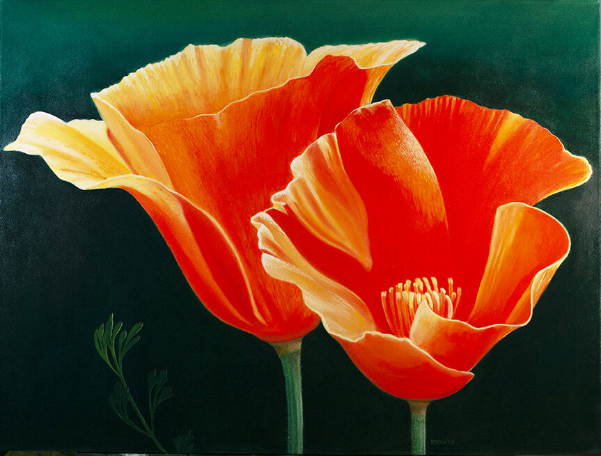 CALIFORNIA POPPIES  36"X48" 2020 commissioned