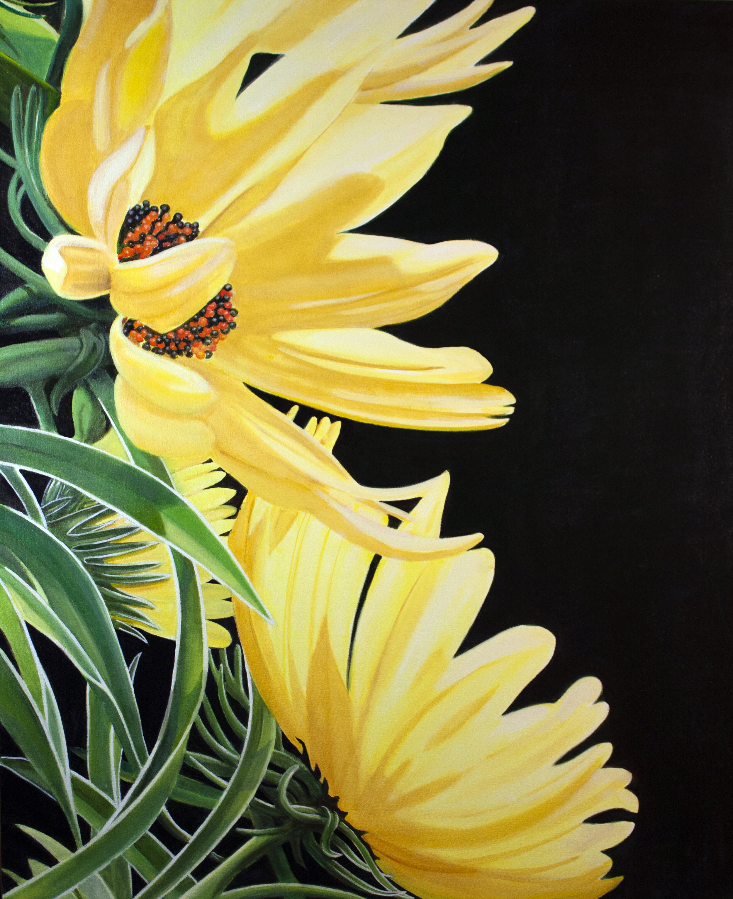 Gazania Krebsiana. 36"X44"  2019