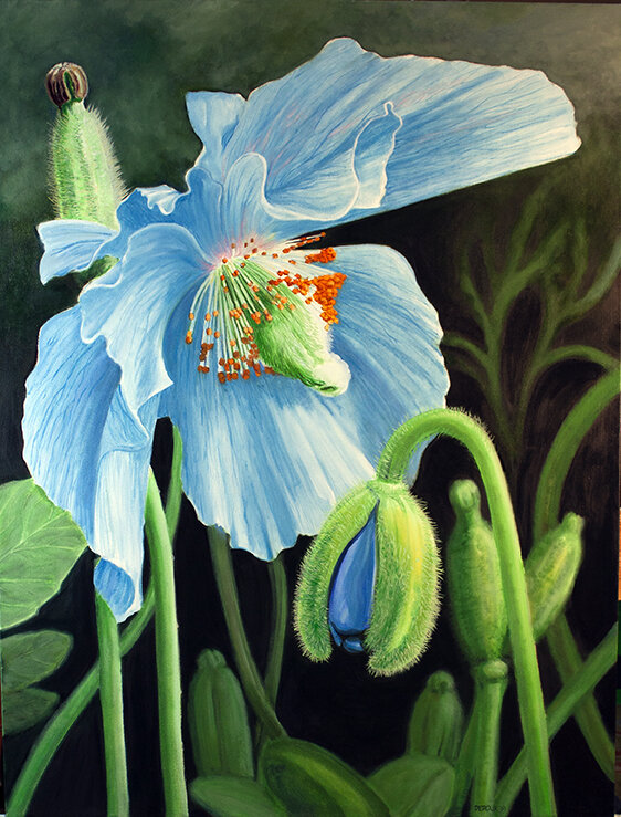 HIMALAYAN BLUE POPPY  36"X44" 2020