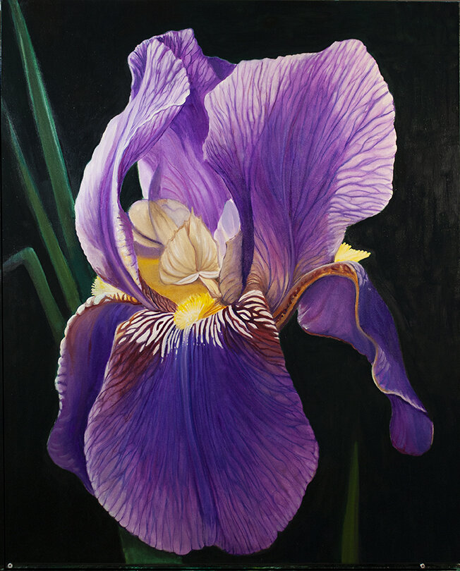 PURPLE IRIS  36"X44"  2020  