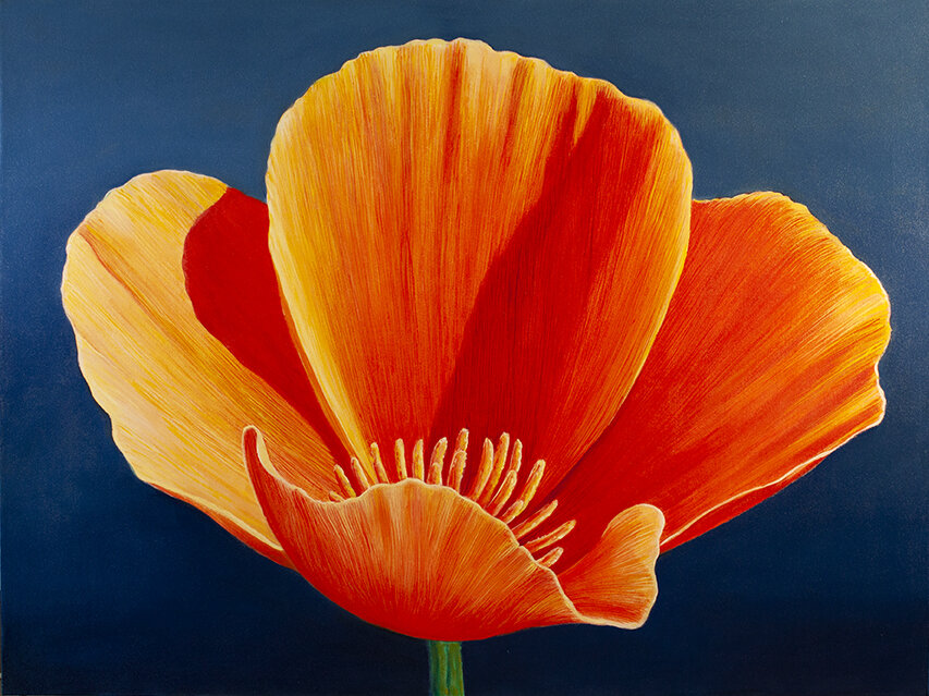 CALIFORNIA POPPY  36"x44"  2020  oil on canvas. 