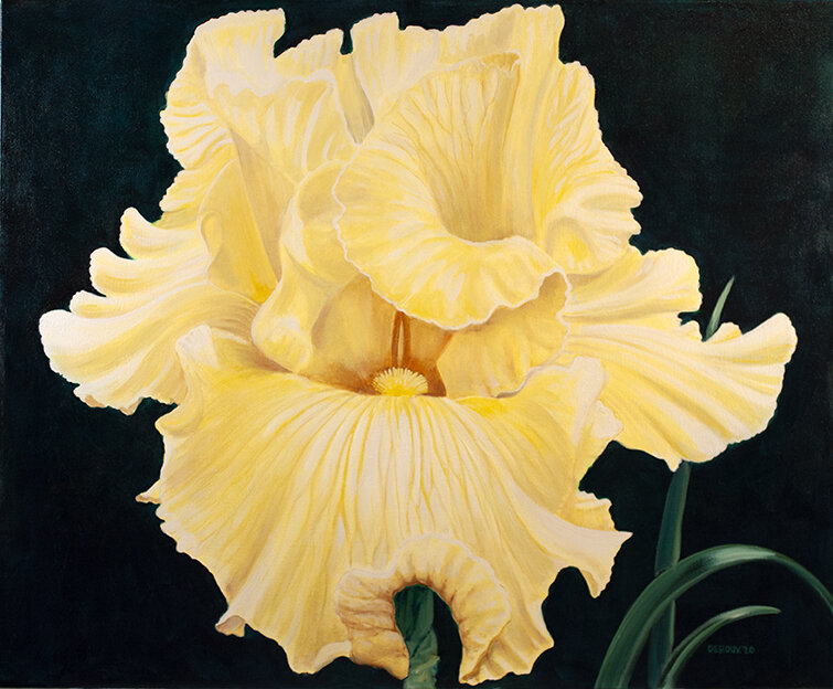 FRENCH LESSONS  yellow iris  44"x36"    oil on canvas