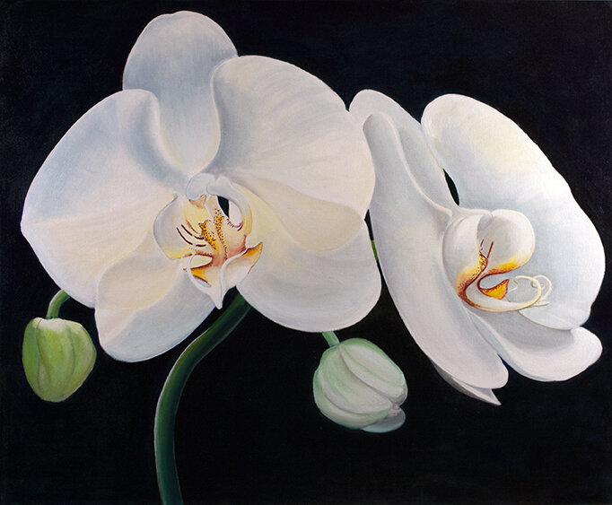 WHITE ORCHIDS