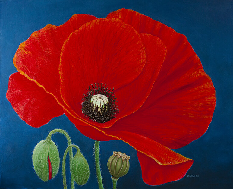 RED POPPY WITH PODS 