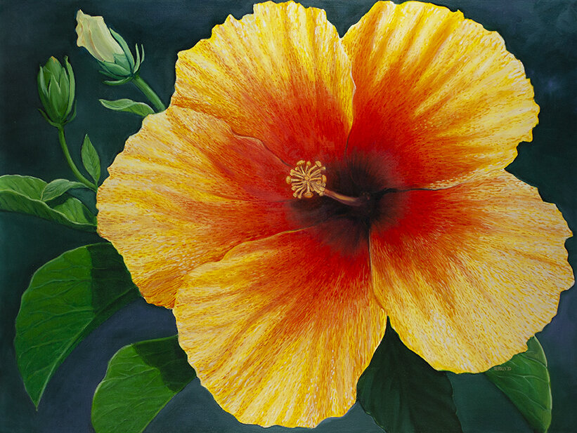 HIBISCUS  36"X44"  2020,  