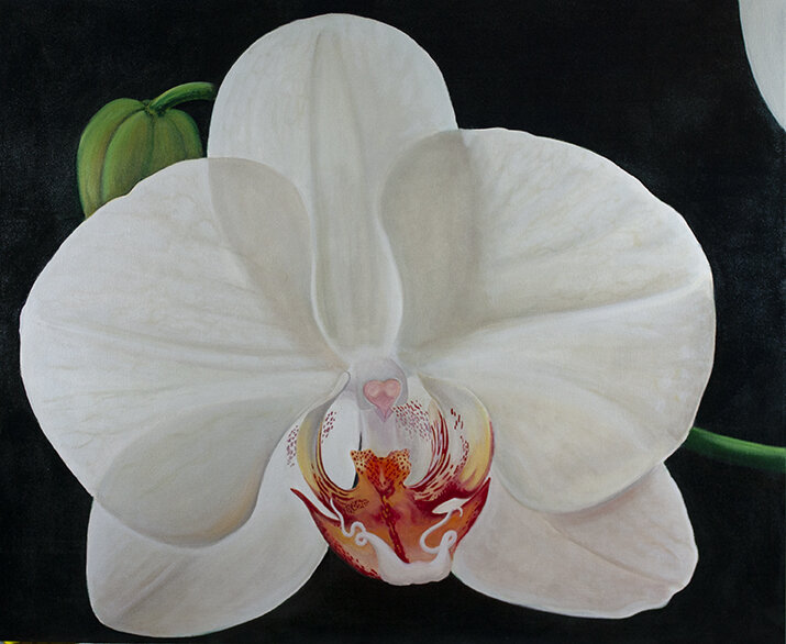 MOTH ORCHID