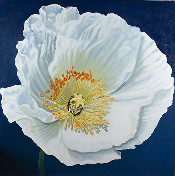 ICELAND POPPY  oil on canvas, 36"x36" 2021. 