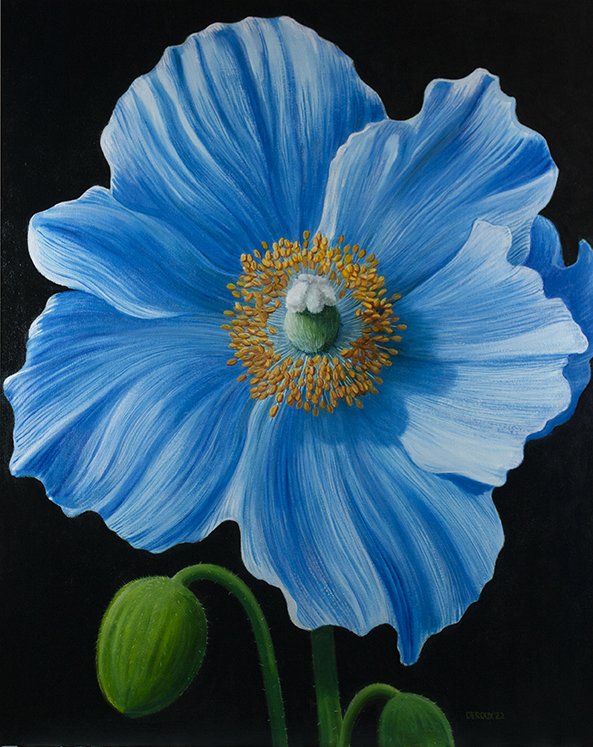 BIG BLUE POPPY