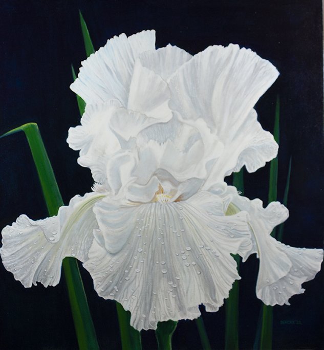 WHITE IRIS