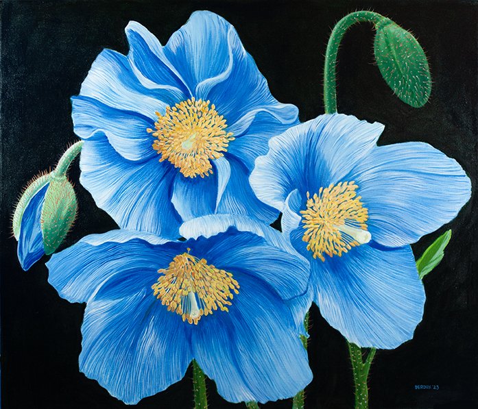 3 Blue Poppies