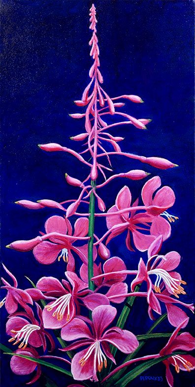 FIREWEED