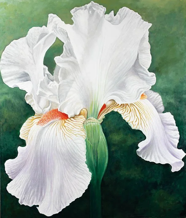 Manon's Iris