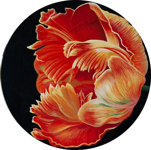 Round Parrot Tulip