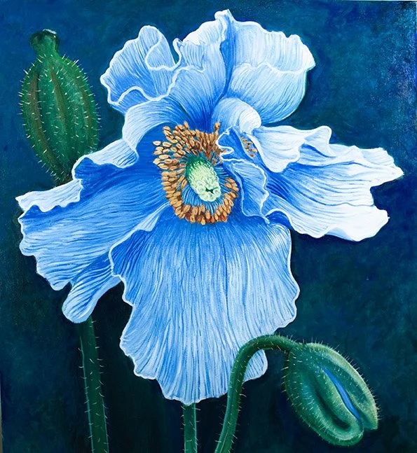 BARBS BIG BLUE POPPY