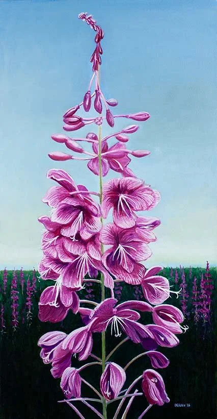 Heather's Fireweed