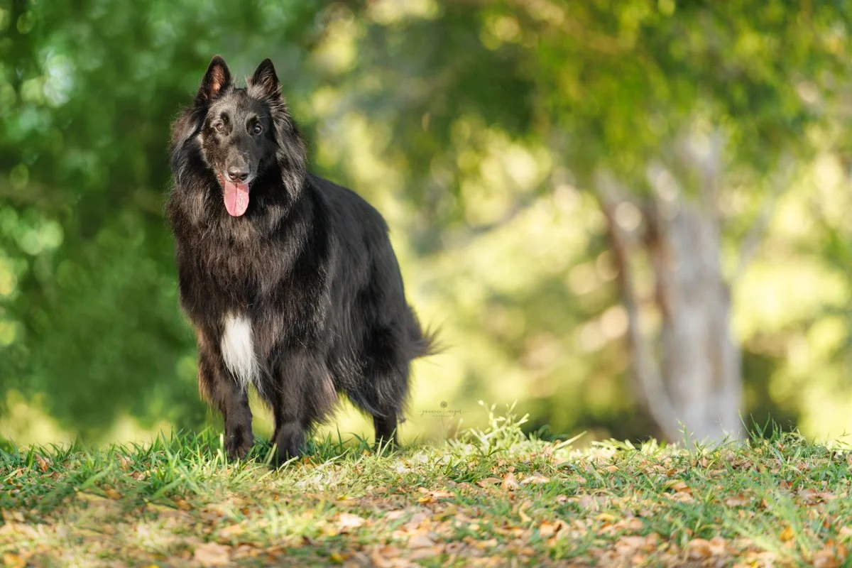 Gold Coast dog photographer 345.jpg