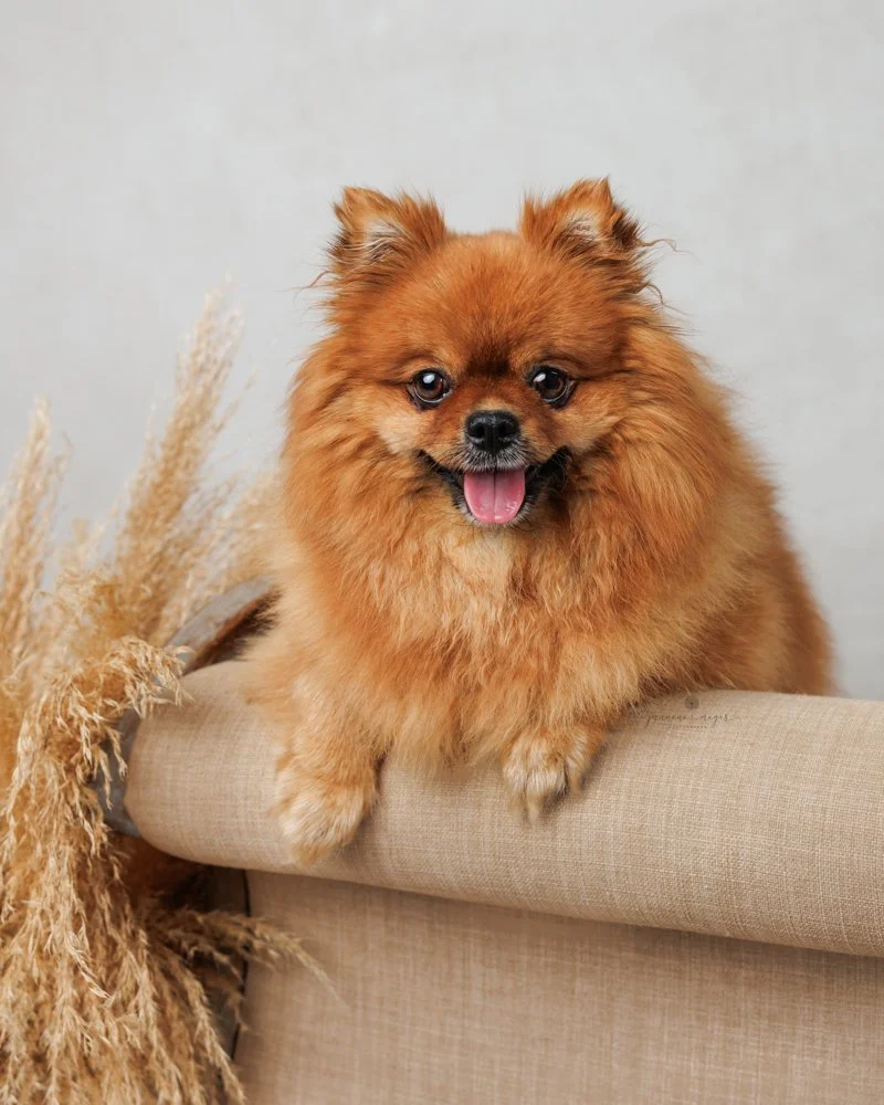 Jannene Meyer Photography Luna.jpg