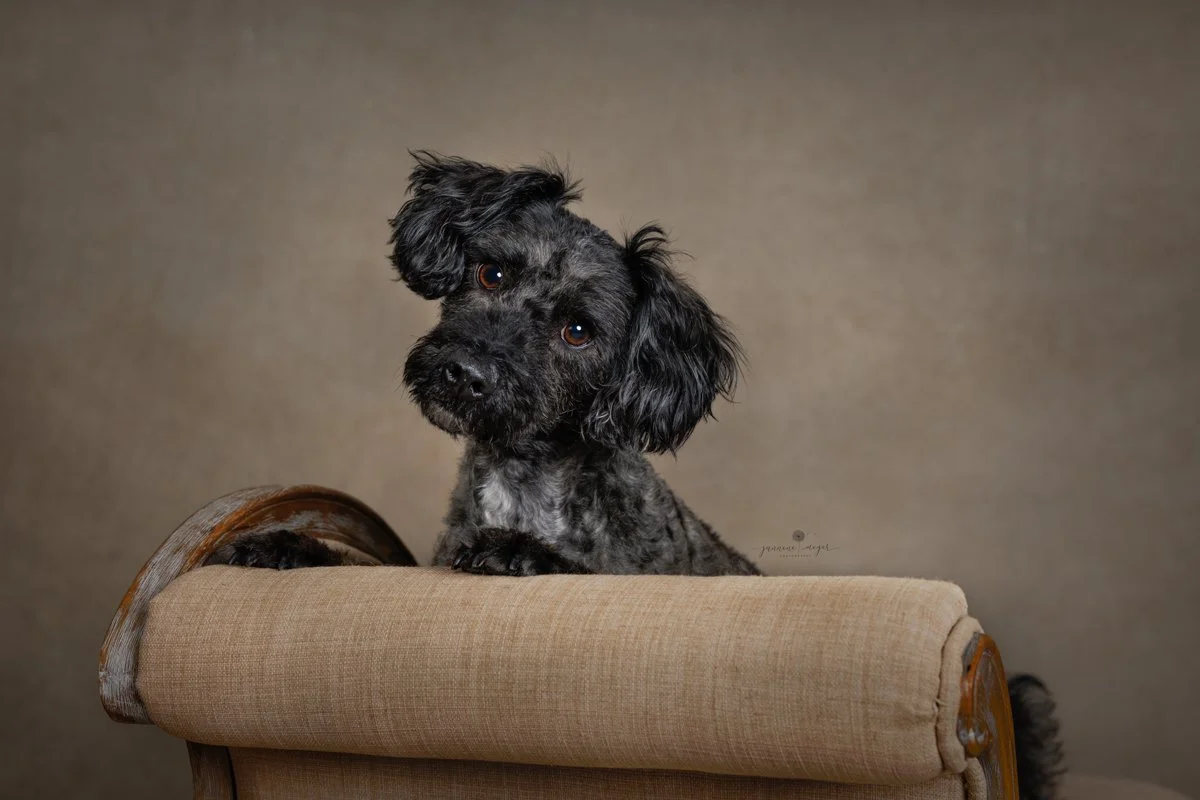 Gold Coast Dog photograper 30.jpg