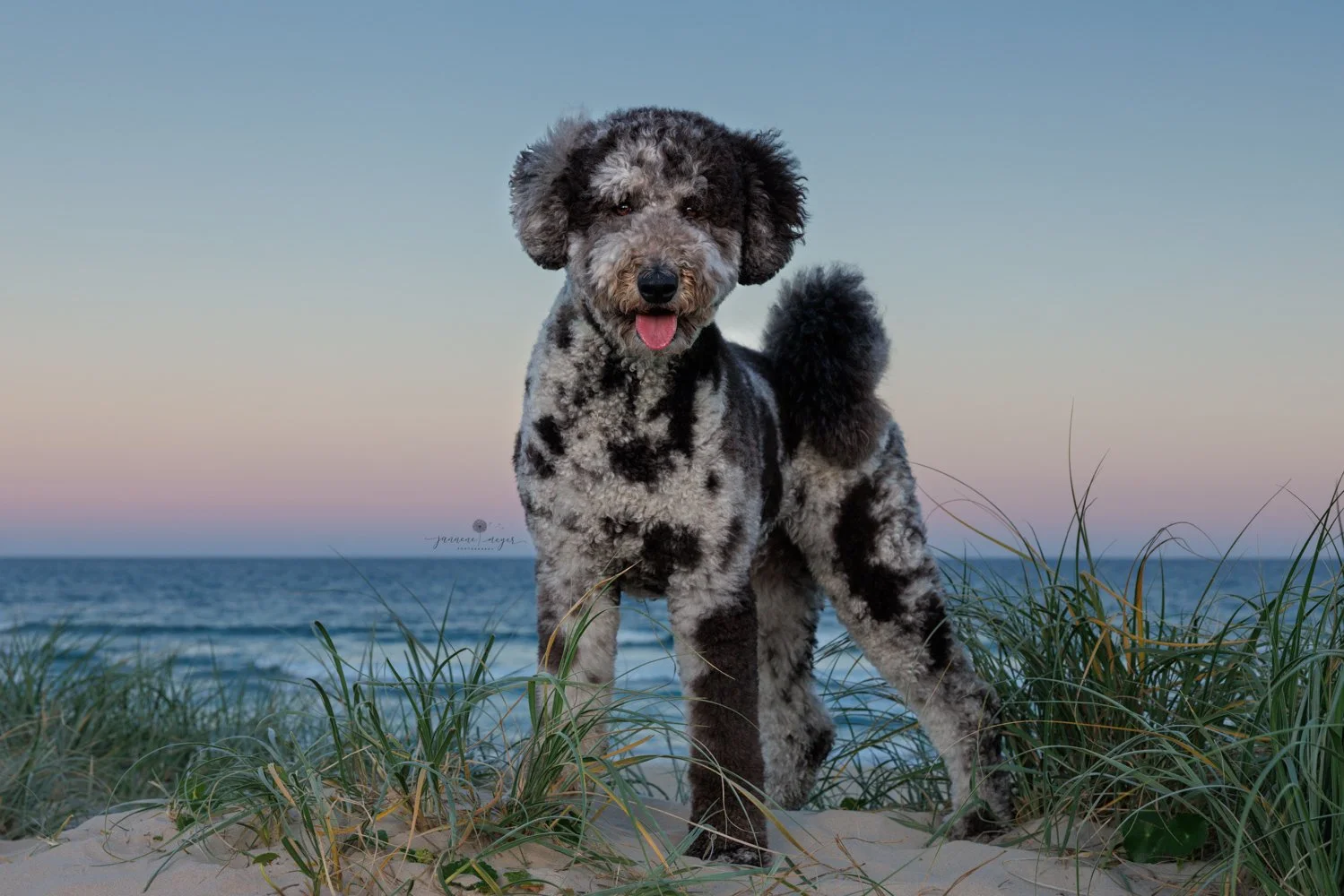 Gold Coast dog photographer.jpg