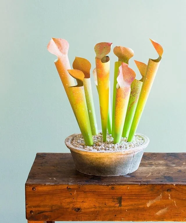 Paper Swiss Cheese Plant — The Apple of My DIY