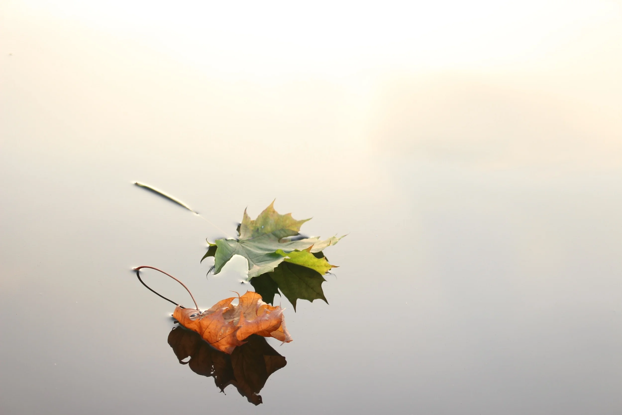 maple-leaves-690233.jpg