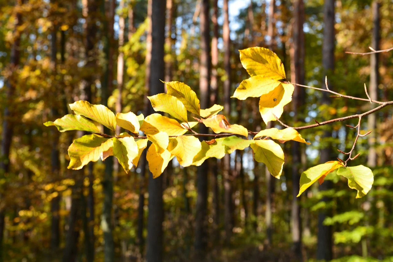 tree-1088916_1280.jpg