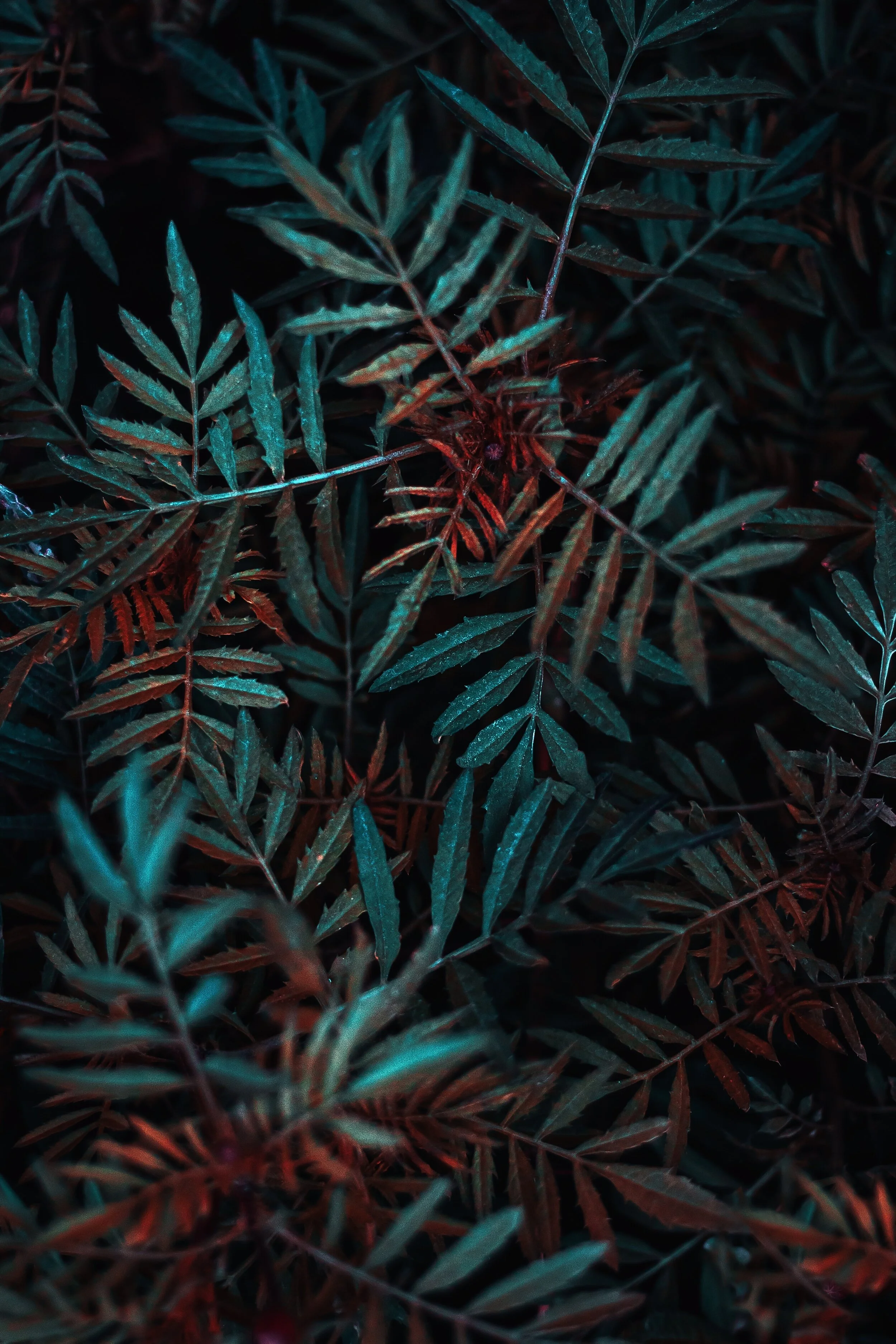 peyman-farmani-cp7C6U0ztXo-unsplash.jpg