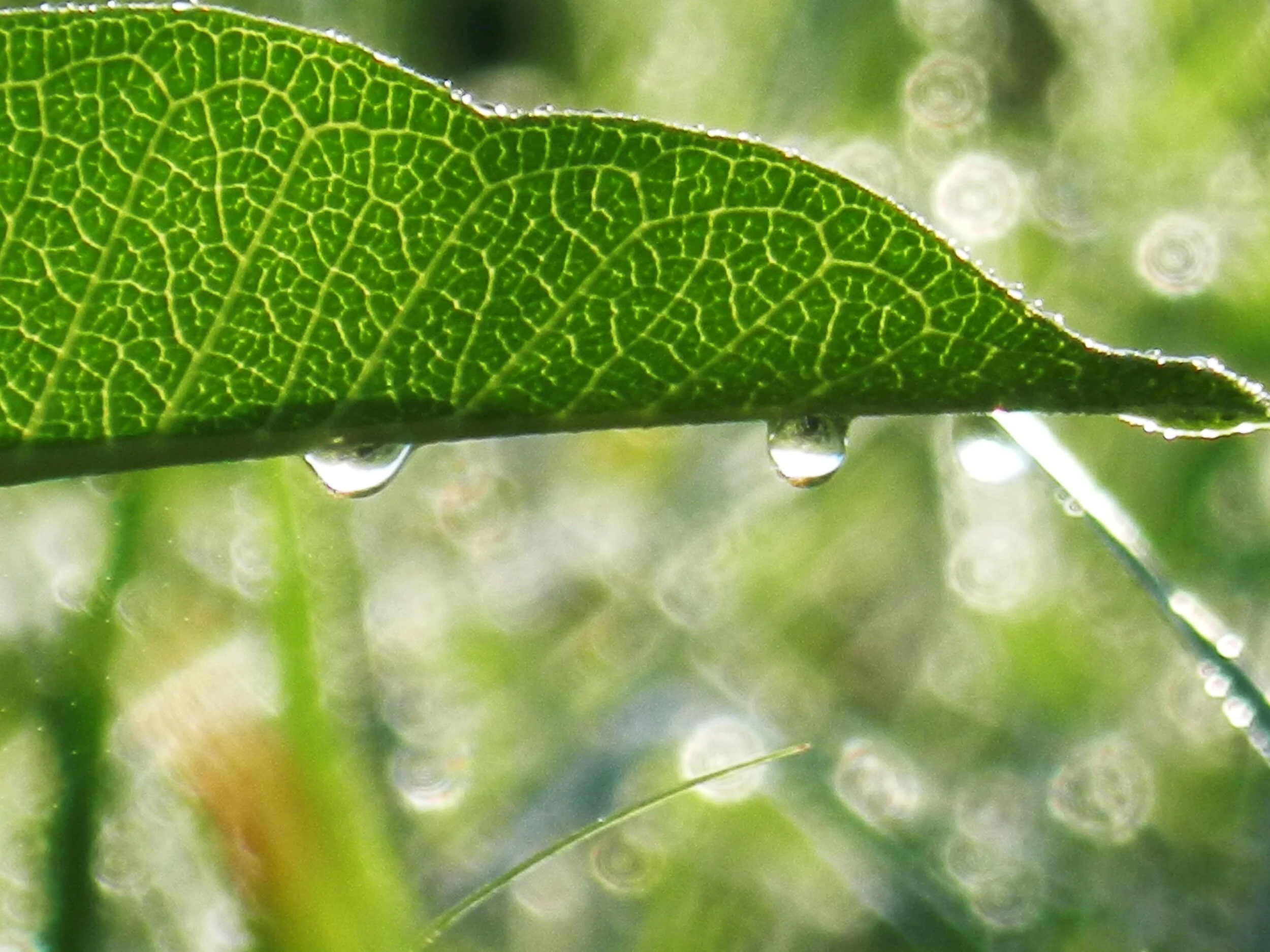 greenleaf.jpg