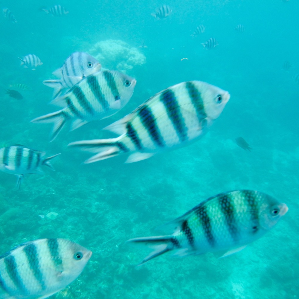 whensheroams_elnido_marinelife_philippines_travels.jpg