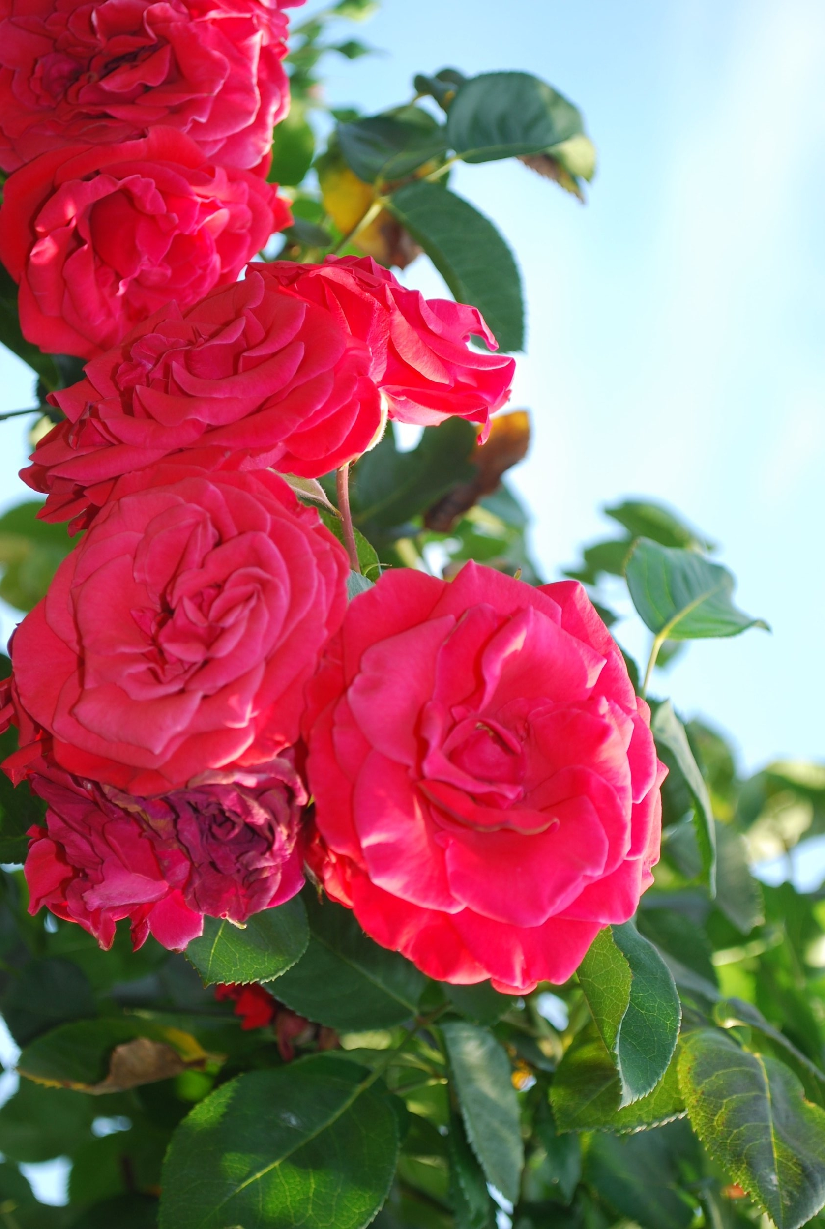 DSC_0448.jpg