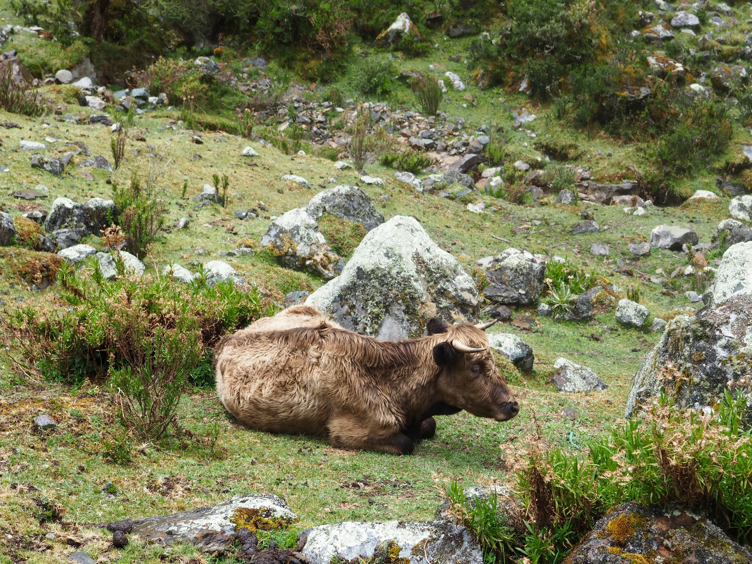 salkantay trek peru trail.jpg